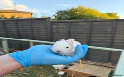 Lionhead rabbits for sale: 4x beautiful lion head bunnies for sale - Image 5