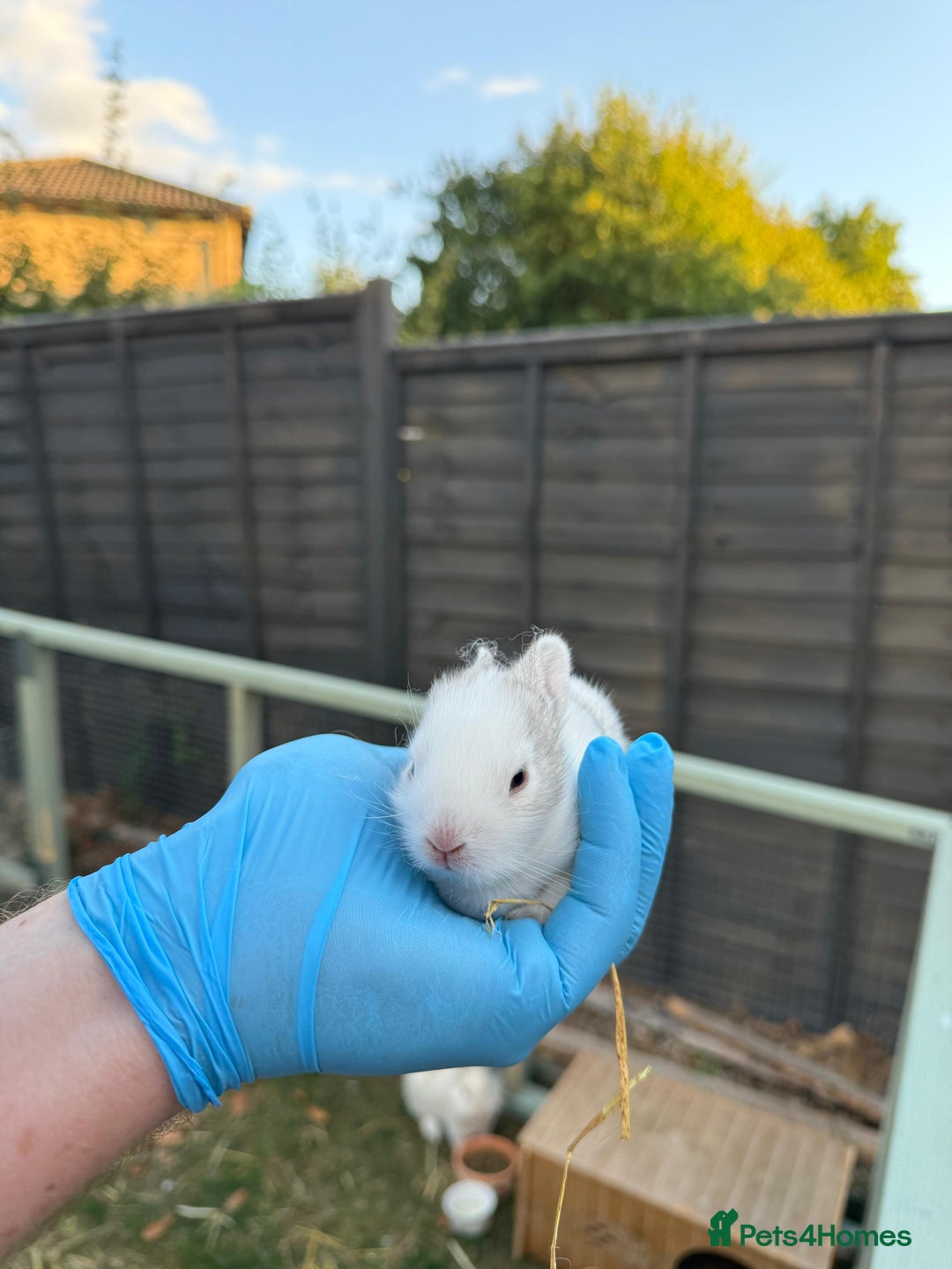 Lionhead rabbits for sale: 4x beautiful lion head bunnies for sale - Image 5