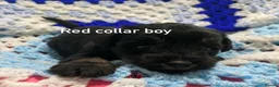 Schnoodle dogs for sale: F1 Toy Schnoodles  - Advert 12