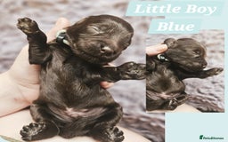 Cockapoo dogs for sale: Multigen Merle & Chocolate Cockapoo Puppies - Image 8