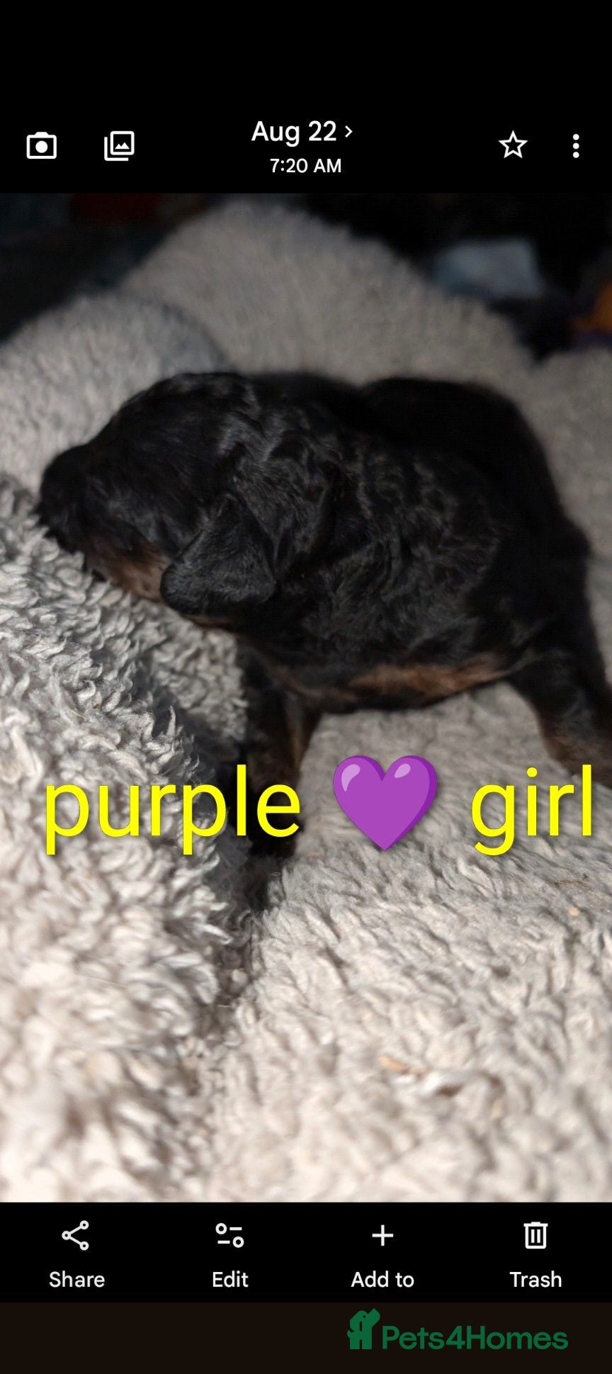 Miniature Poodle dogs Viewings from the 21st  - Advert 11
