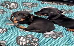 Dachshund dogs for sale: Miniature Dachshund puppies - Image 9