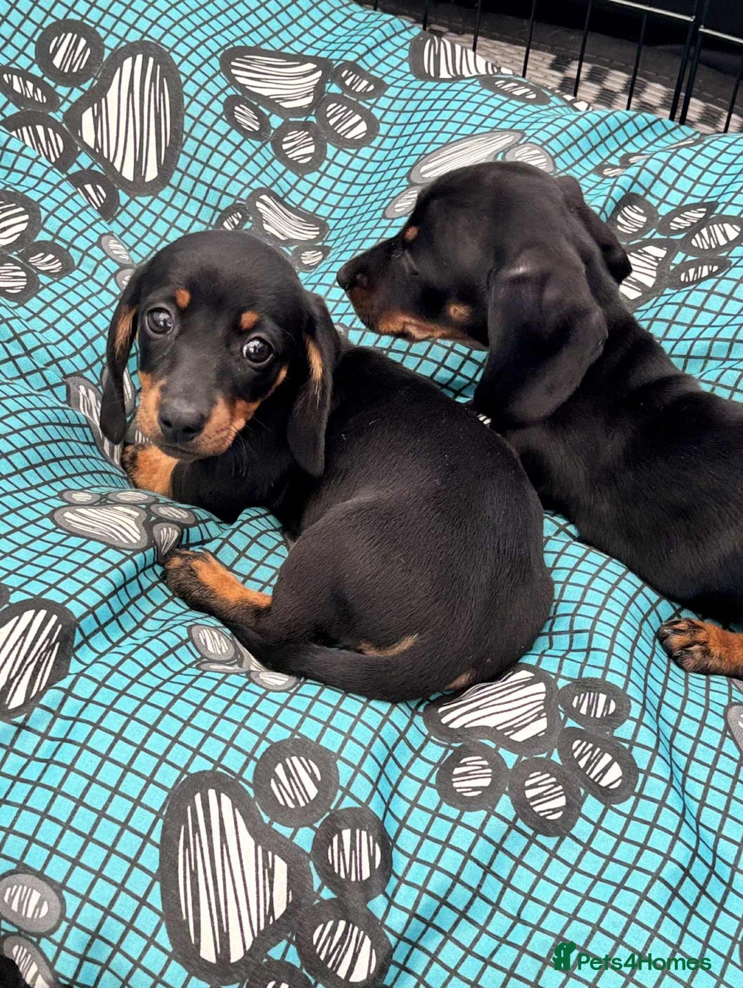 Dachshund dogs for sale: Miniature Dachshund puppies - Image 9