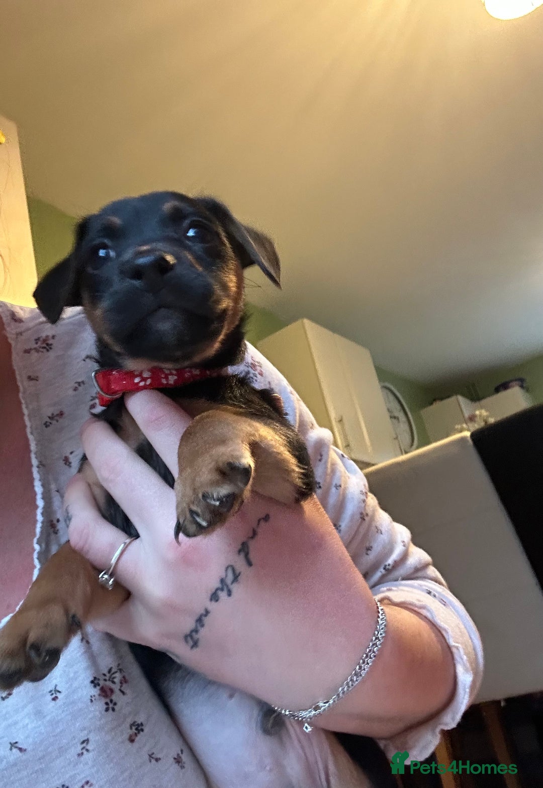 Jack Russell dogs for sale: Minature jack russel pupies  - Advert 14