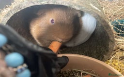 Guinea Pig rodents for sale: Two Guinea pigs - Image 7