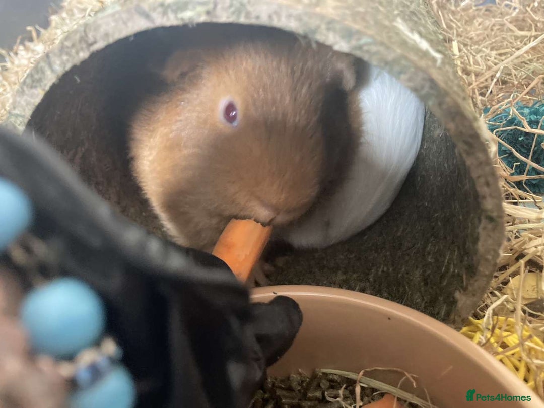 Guinea Pig rodents for sale: Two Guinea pigs - Image 7