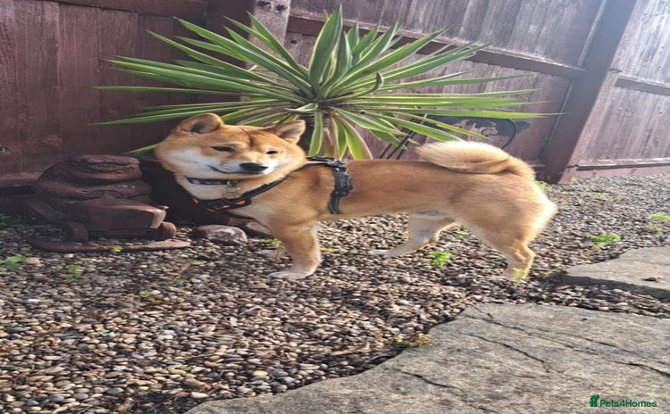Japanese Shiba Inu dogs - Advert 1