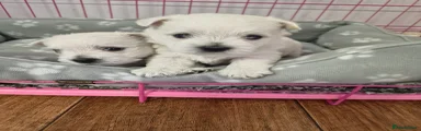 Puppy 1