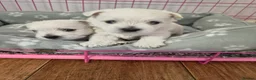 West Highland Terrier dogs for sale: Beautiful healthy litter of westie puppies  - Advert 19
