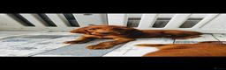 Irish Setter dogs for sale: ❤️🇮🇪Irish setter pups🇮🇪❤️ - Advert 2