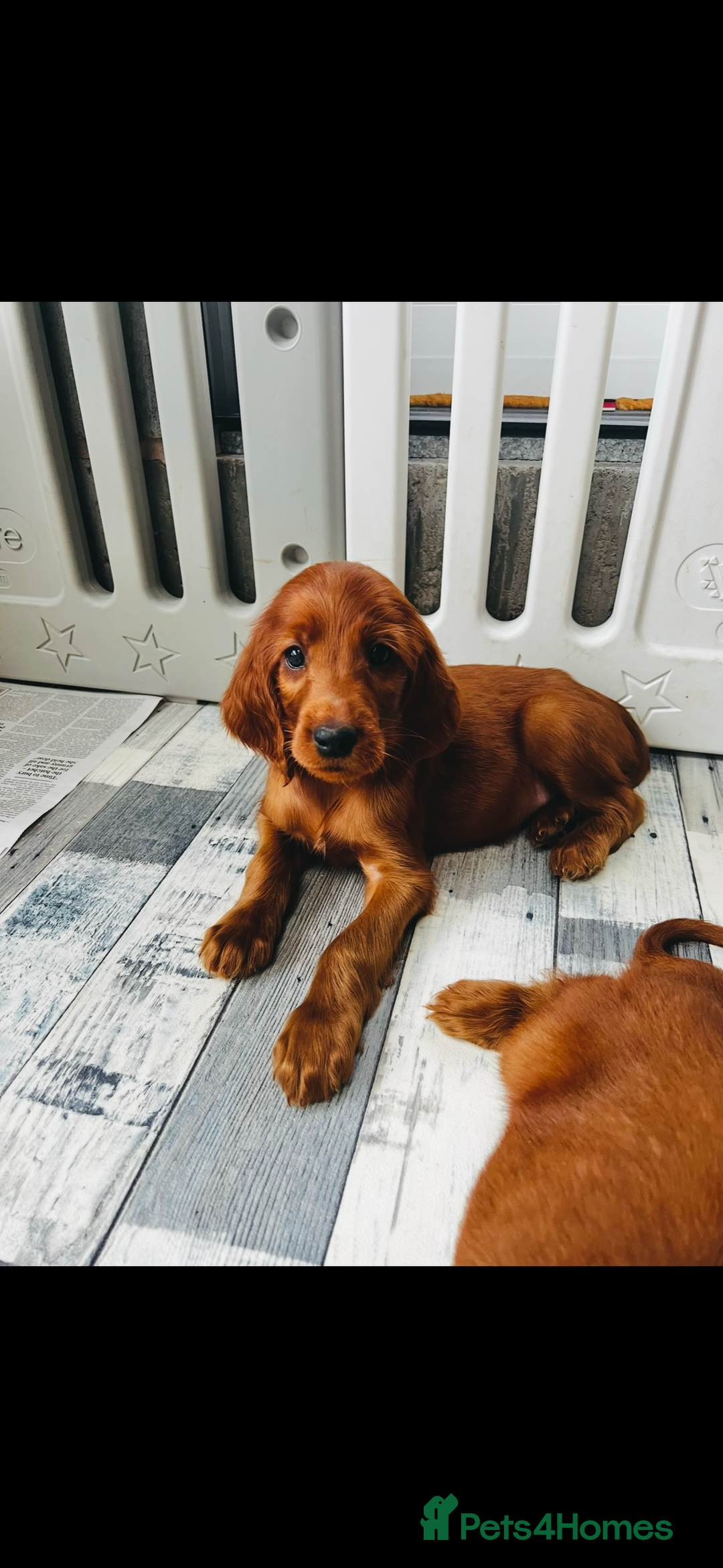 Irish Setter dogs for sale: ❤️🇮🇪Irish setter pups🇮🇪❤️ - Advert 2