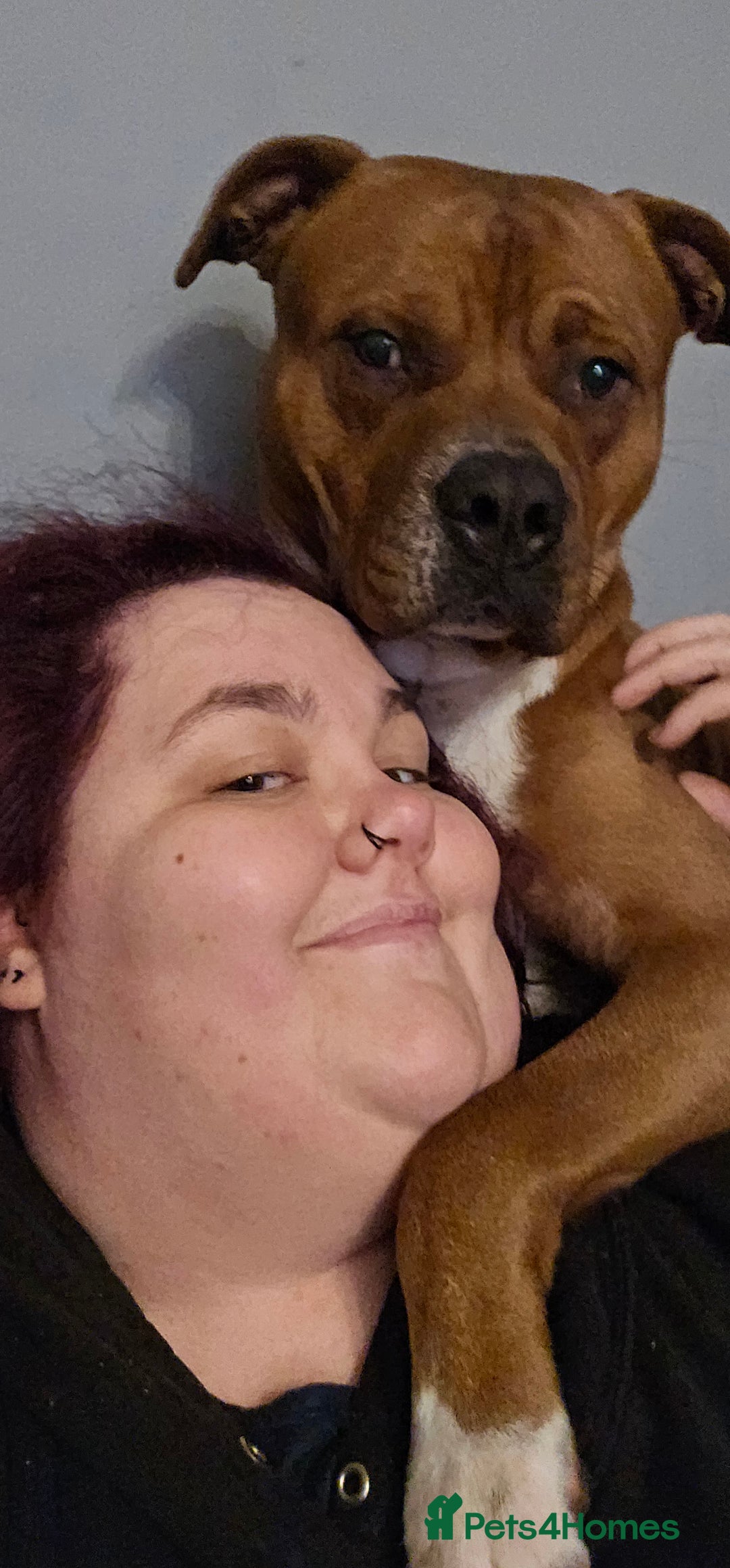 Mixed Breed dogs for sale: Male Staffy  ** tiff x Ridgeback 1 year old - Advert 6