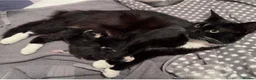 Mixed Breed cats for sale: Snuggly princess  in Weybridge - Advert 8