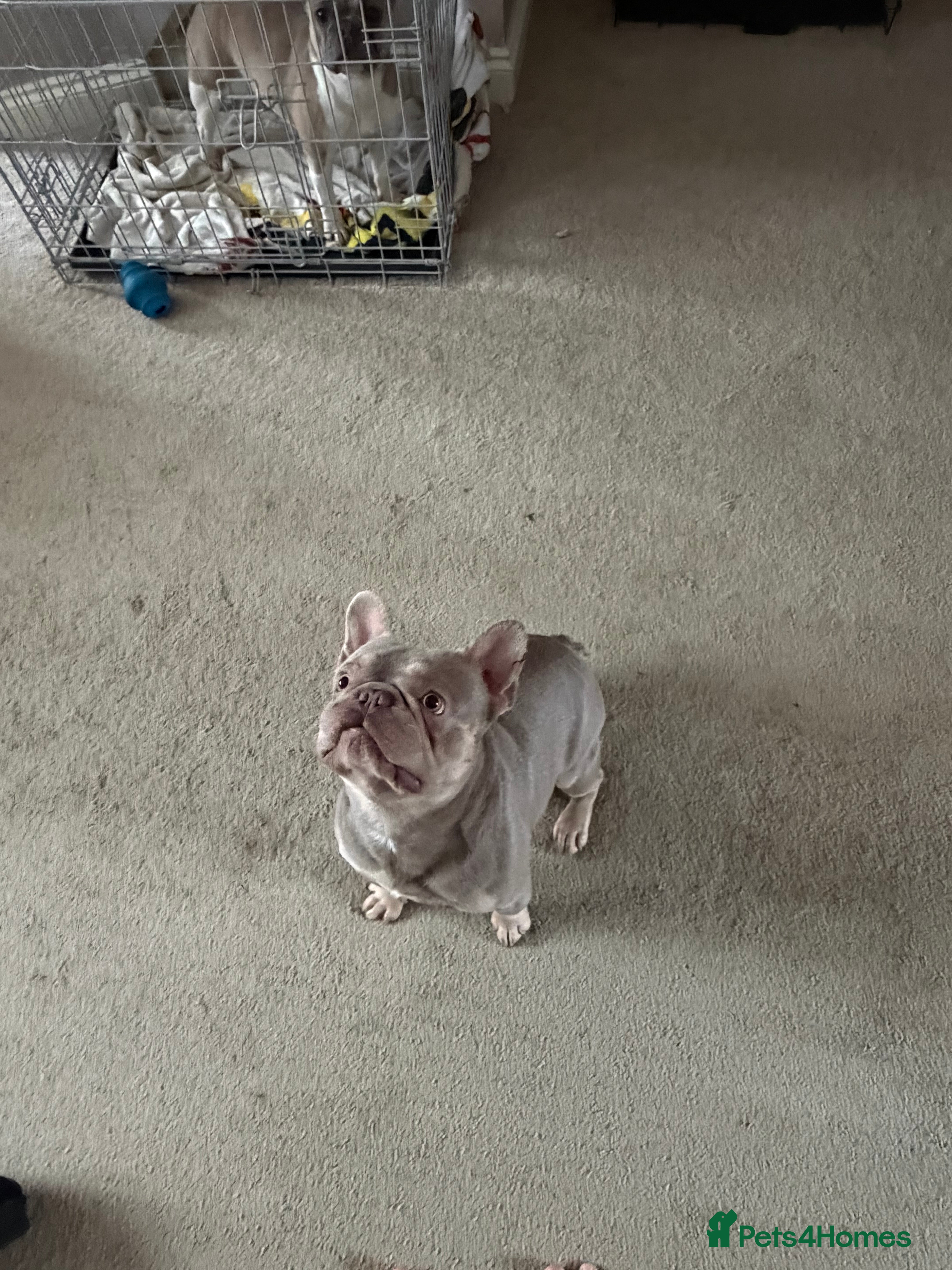 French Bulldog dogs New shade Isabella French bulldog - Advert 11