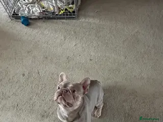 French Bulldog dogs New shade Isabella French bulldog - Advert 11