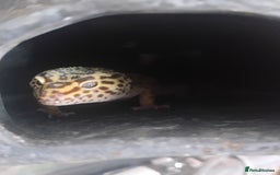Leopard Gecko reptiles for sale: Leopard gecko and set up - Image 2