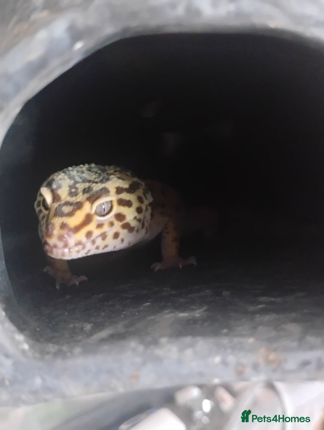 Leopard Gecko reptiles for sale: Leopard gecko and set up - Image 2