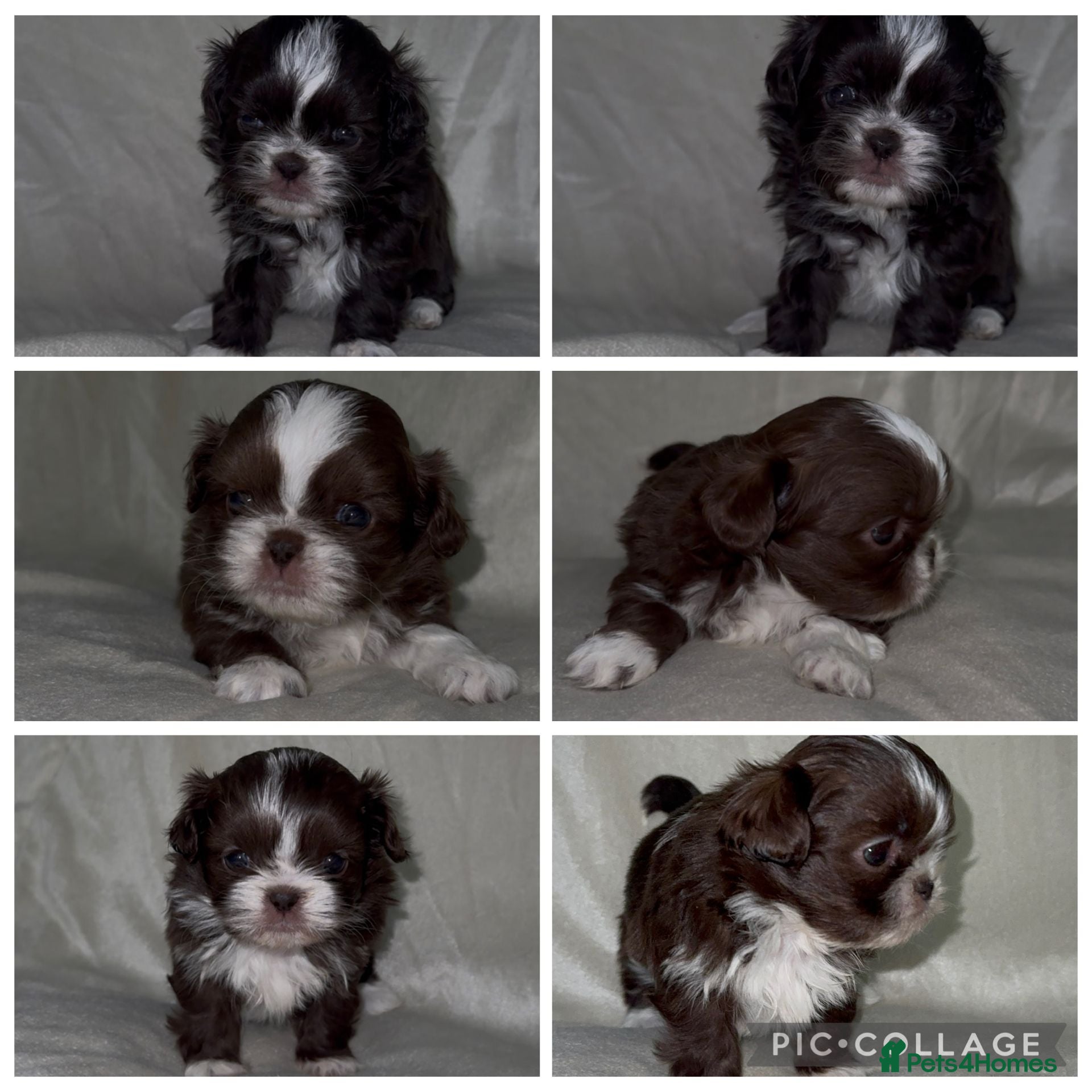 Shih Tzu dogs 🍫 KC CHOC IMPERIAL SHIH TZU PUPPIES 🍫 - Advert 5