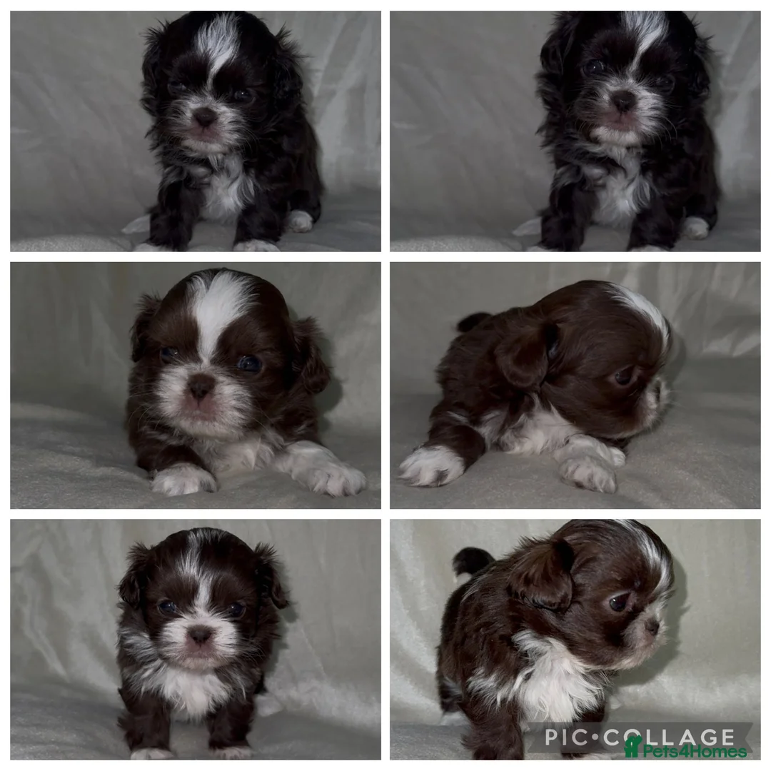 Shih Tzu dogs for sale: 🍫 KC CHOC IMPERIAL SHIH TZU PUPPIES 🍫 - Advert 1