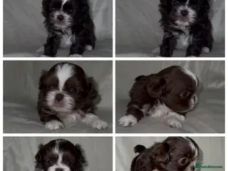 Shih Tzu dogs 🍫 KC CHOC IMPERIAL SHIH TZU PUPPIES 🍫 - Advert 5