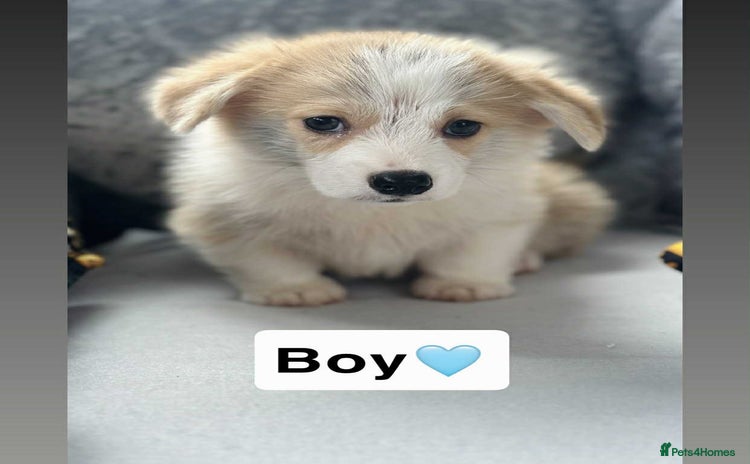 Welsh Corgi Pembroke dogs - Advert 2