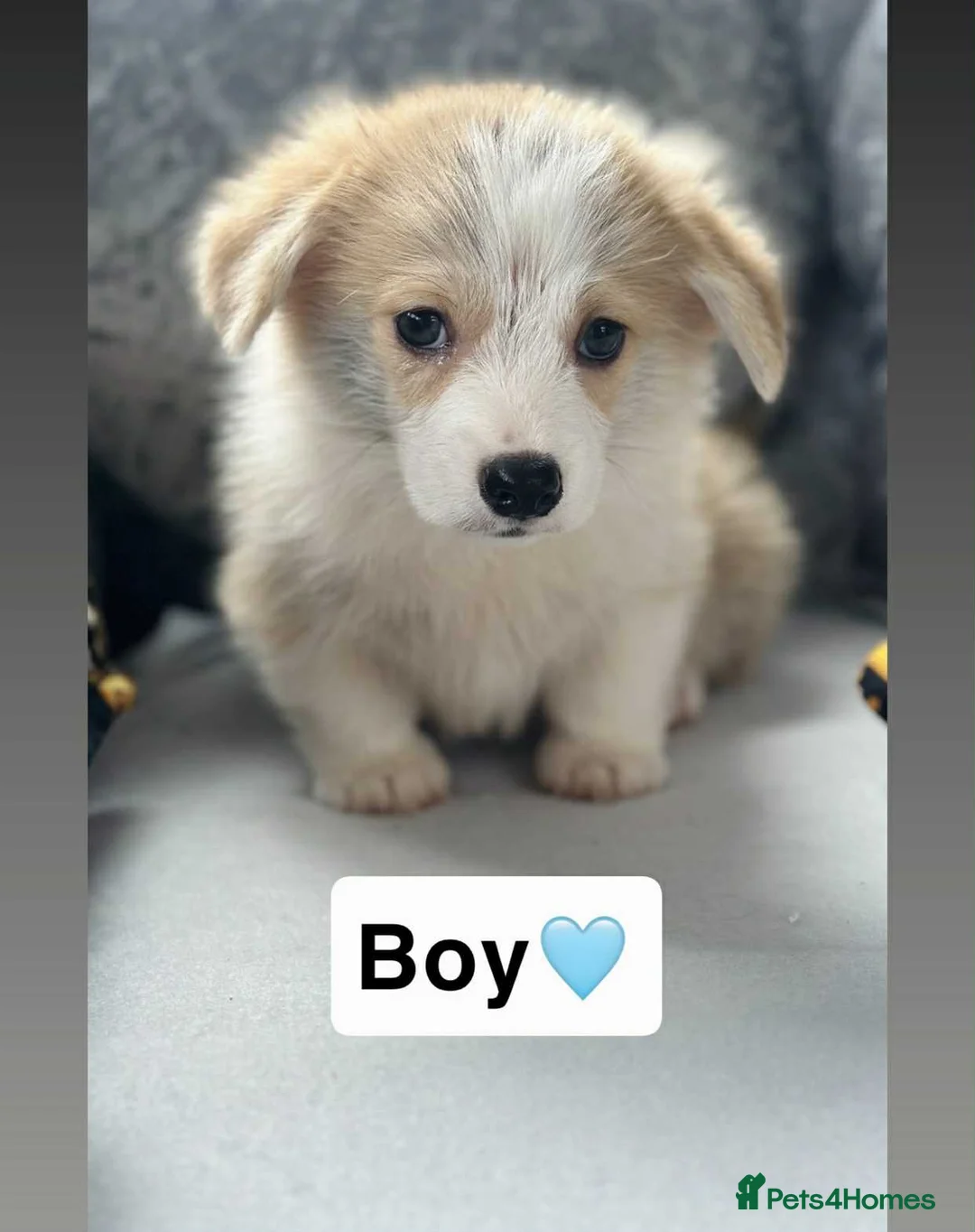 Welsh Corgi Pembroke dogs for sale: Stunning KC registered pups - Advert 2