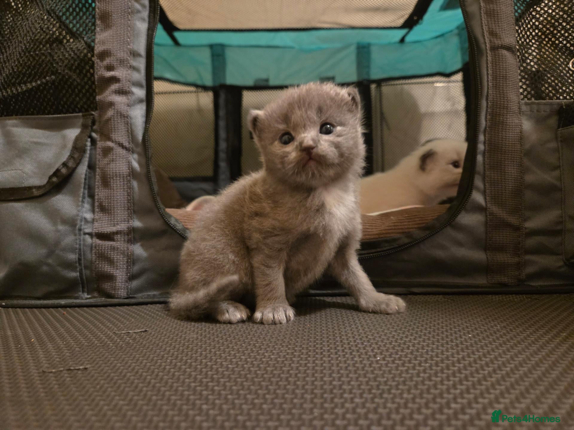 Ragdoll cats 1 rare blue solid pedigree ragdoll left 💙 - Advert 1