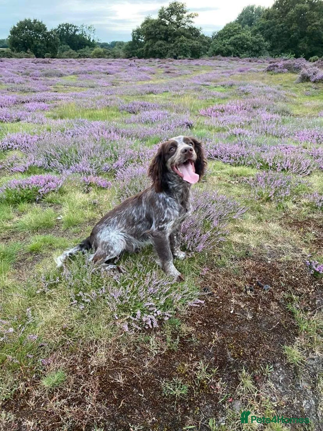 Cocker Spaniel dogs for stud: Working Cocker Gonio✅BVA eye tested✅ Hips/Elbows✅ in Pickering - Advert 6