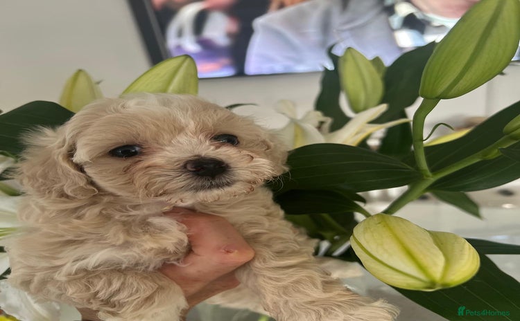 Maltipoo dogs - Advert 7