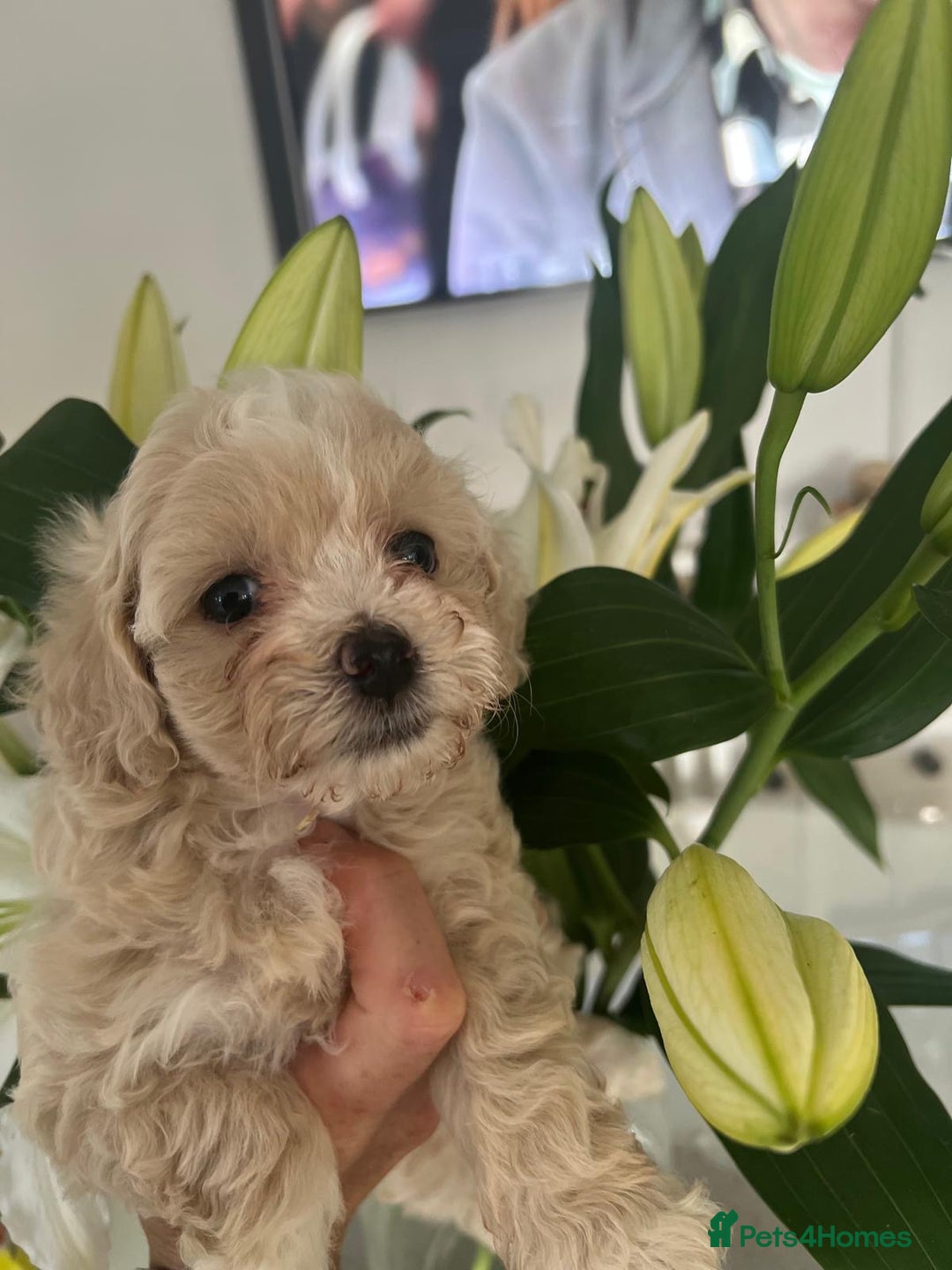Maltipoo dogs for sale: Maltipoo puppies - Image 1