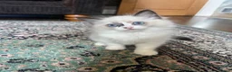 Ragdoll cats for sale: Beautiful baby girl ragdoll  - Advert 10