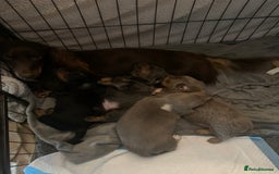 Dachshund dogs for sale: Dachshund - Image 8
