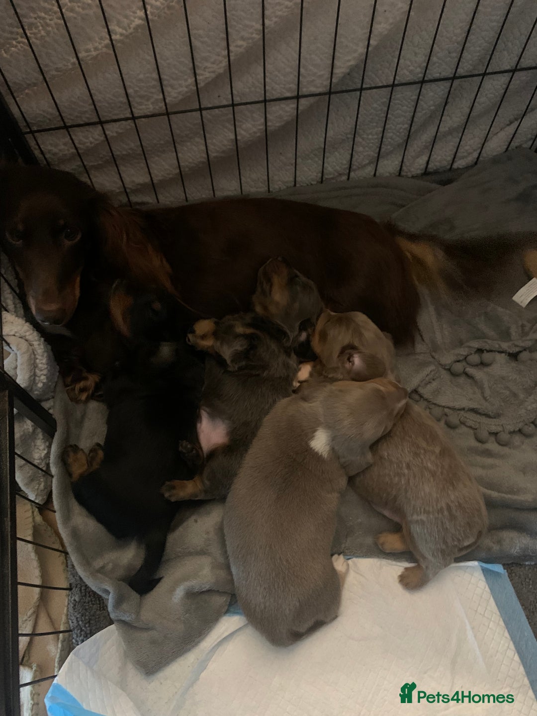 Dachshund dogs for sale: Dachshund - Image 8