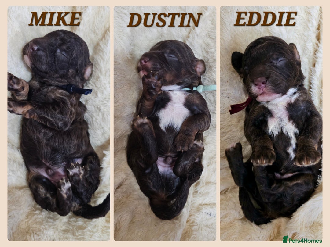 Cavapoo dogs for sale: STUNNING FULLY HEALTH TESTED F1B CAVAPOO  - Advert 13