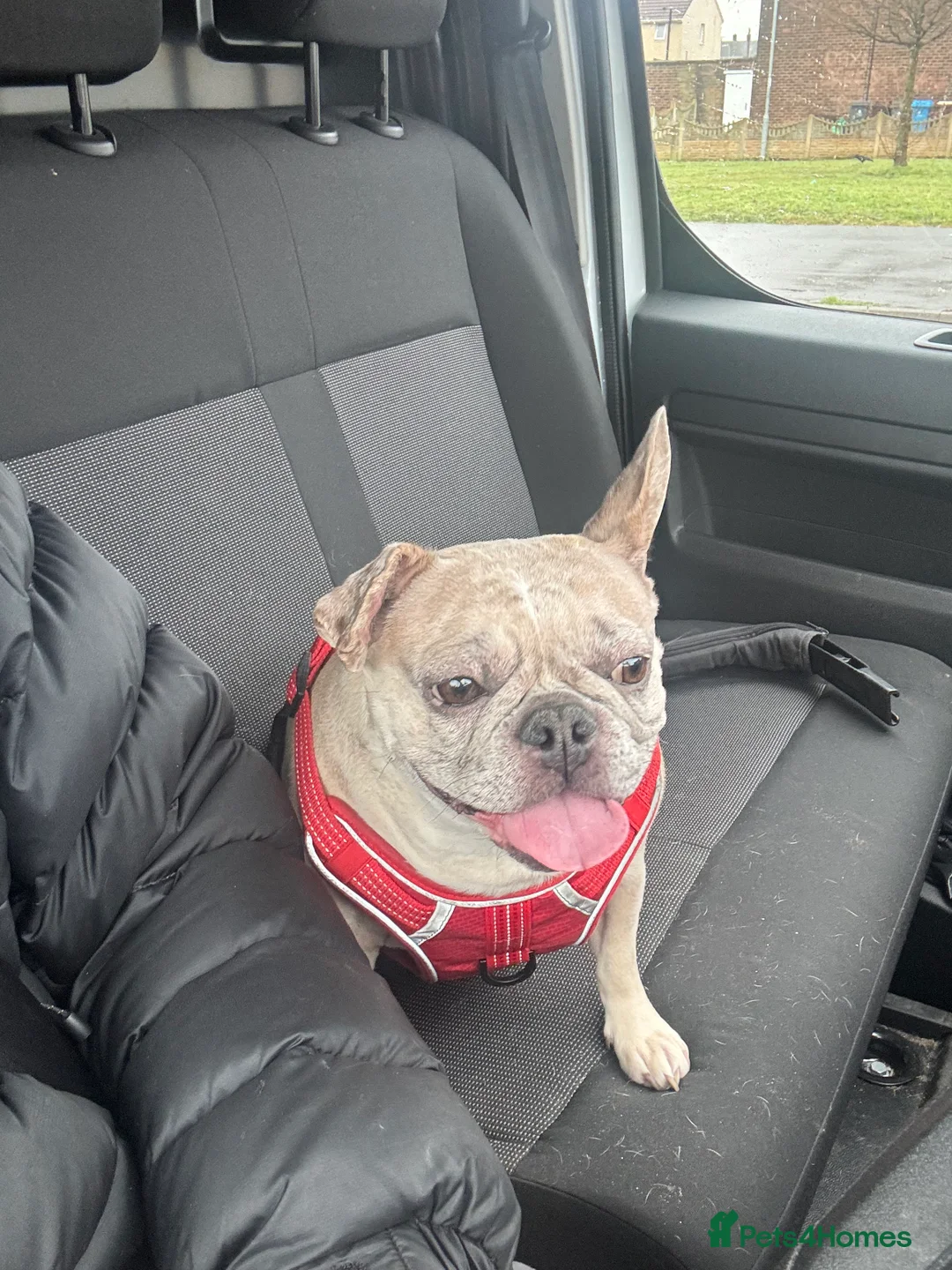 French Bulldog dogs for sale: French Bulldog (Nelly) - Advert 1