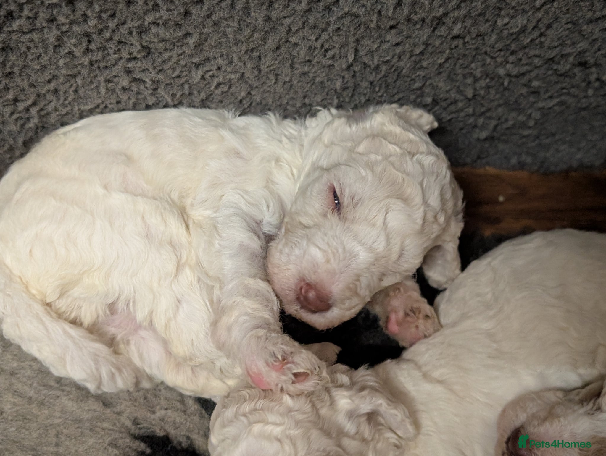 Standard Poodle dogs Viewing now, don't miss out.  - Advert 3