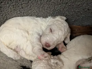 Standard Poodle dogs Viewing now, don't miss out. - Advert 3