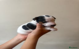 Jack Russell dogs for sale: Beautiful Jack Russell Litter - Image 18