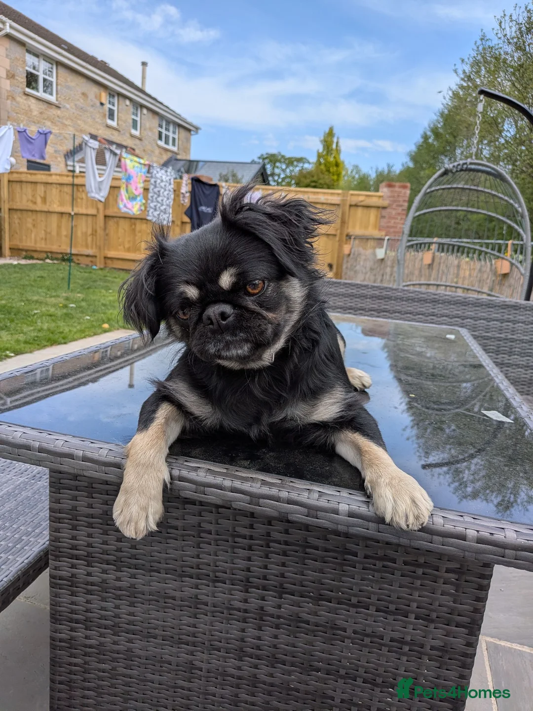Mixed Breed dogs for sale: My gorgeous girl pug cross - Advert 1