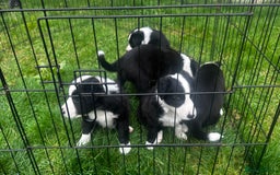Border Collie dogs for sale: Border Collie puppies for sale - Image 2