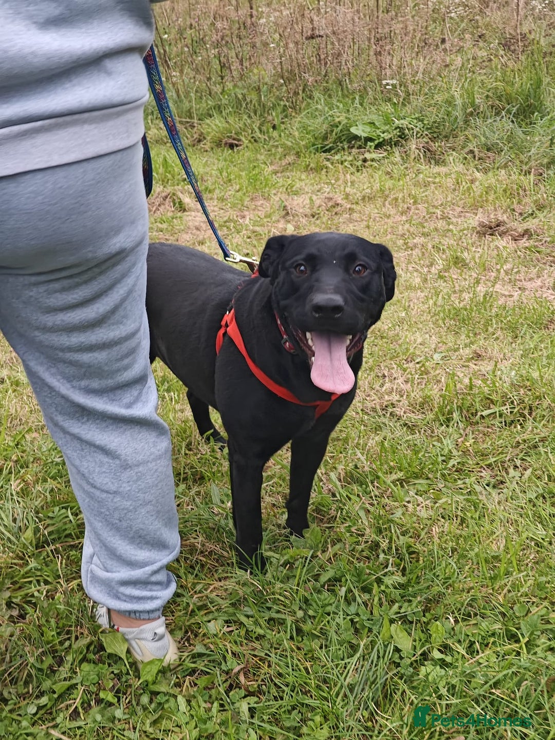 Mixed Breed dogs for adoption: ❤️NICOL❤️- Kind and Joyful 2-3 yo Labrador girl - Advert 15
