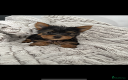 Yorkshire Terrier dogs for sale: Super Quite Miniature Yorkshire terrier boy  - Image 4