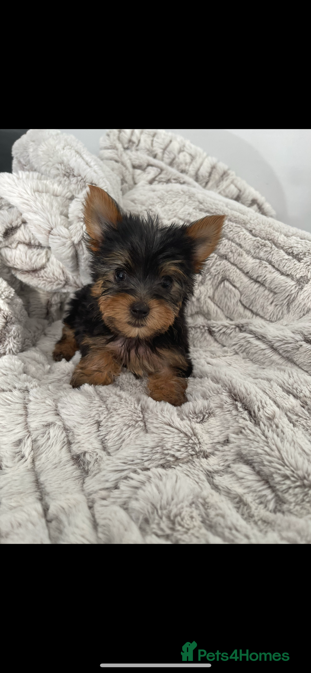 Yorkshire Terrier dogs for sale: Super Quite Miniature Yorkshire terrier boy  - Image 4