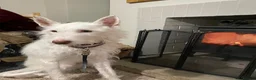 Ibizan Hound dogs for adoption: Babu - Spanish Podenco  in Doncaster - Advert 6