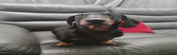Miniature Dachshund dogs for sale: Stunning Dashounds  in Ashton-under-Lyne - Advert 3