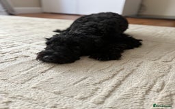 Sproodle dogs for sale: Beautiful Male Sproodle - Image 8