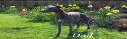Whippet dogs for sale: KC blue whippet puppies  - Advert 12