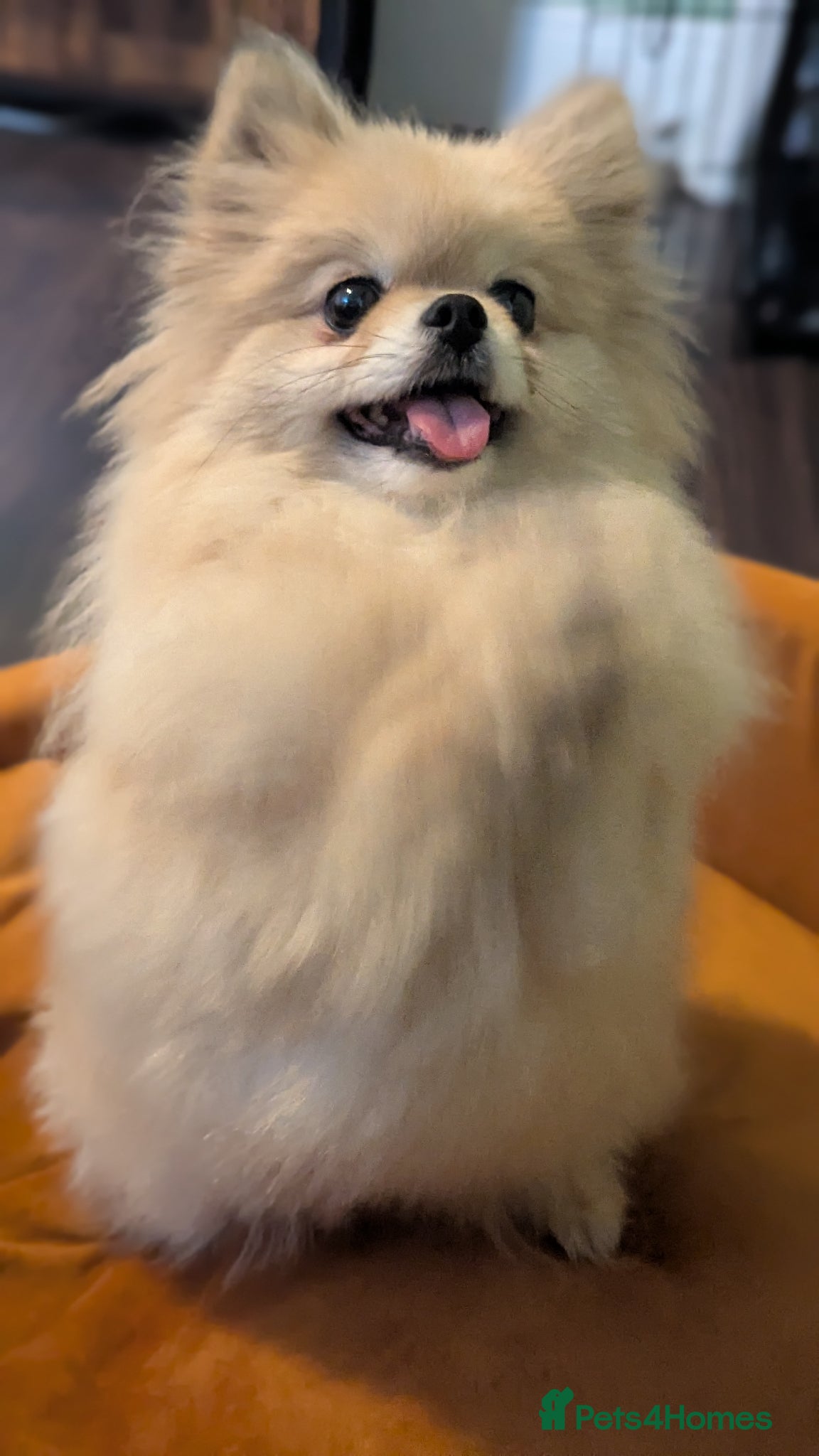Pomeranian dogs Adorable Female Pomeranian seeking new home  - Advert 12