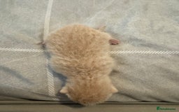 British Shorthair cats for sale: Beautiful bsh kittens  - Image 4