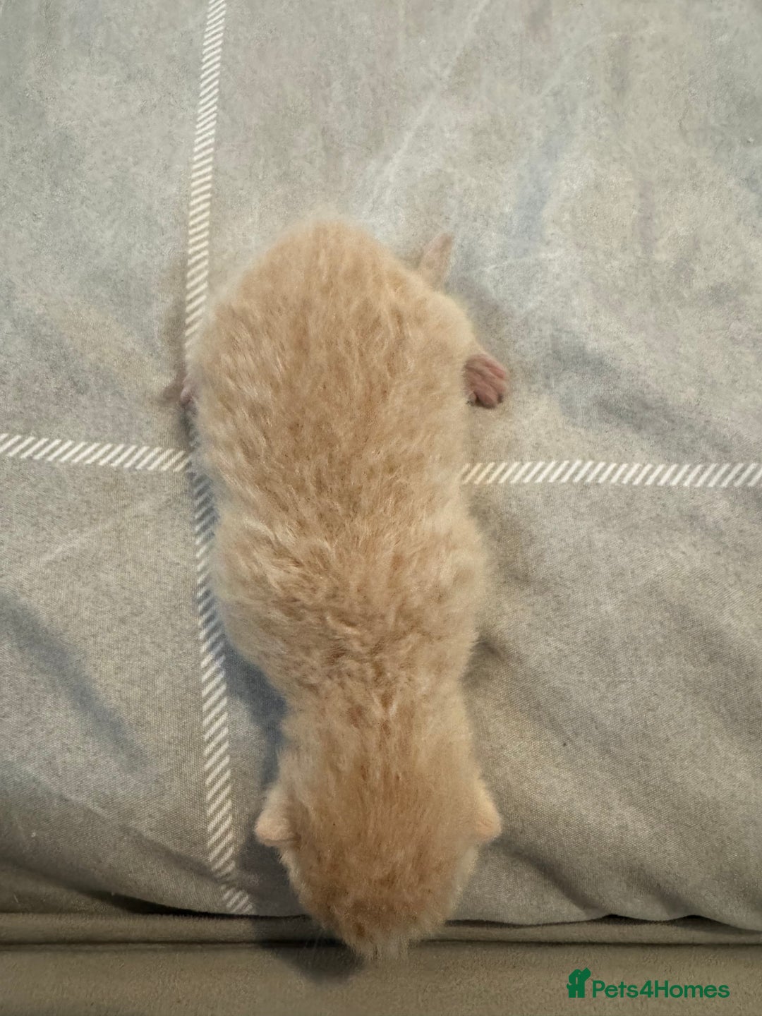 British Shorthair cats for sale: Beautiful bsh kittens  - Image 4